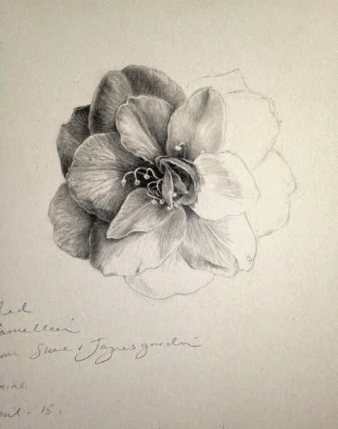 Dianne Sutherland: Day 12 Unfinished Camellia Drawing, Plus some Graphite Tips Camellia Drawing, Botanical Sketchbook, Pencil Drawings Of Flowers, Graphite Art, Pencil Drawing Tutorials, Flower Drawing Tutorials, Observational Drawing, Flower Sketches, Plant Drawing