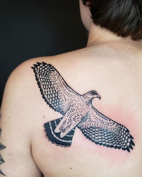 Native Hawk Tattoo, Redtail Hawk Tattoo, Red Tail Hawk Tattoo Design, Red Tailed Hawk Feather Tattoo, Red Tailed Hawk Tattoo Traditional, Hawk Tattoo, Black Hawk, Red Tailed Hawk, Native American Design