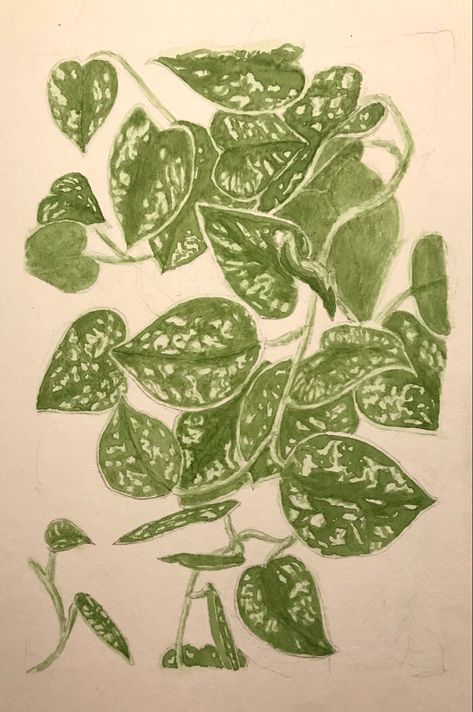 #watercolor #watercolorsketch #akvarel #pothos #houseplants #drawing #silverpothos #watercolorleaves #plantdrawing Pothos Plant Drawing, Houseplants Drawing, Silver Satin Pothos, Pathos Plant, Satin Pothos, Drawing Things, Pothos Plant, Wedding Invitation Inspiration, Creative Stuff