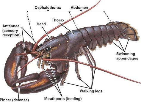 Lobster Parts Study Exam, Biology Facts, Water Animals, Arthropods, University Of Southern California, Crustaceans, Arachnids, Zoology, Life Cycles