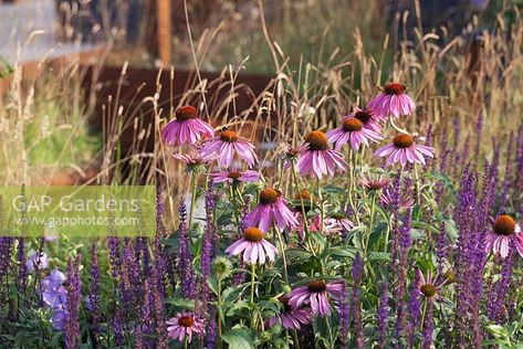 Echinacea purpurea, Salvia 'Caradonna' and Campanula persicifolia in border - July, Tatton Park RHS Flower Show 2014 Campanula Persicifolia, Orchard Tree, Herbaceous Border, Echinacea Purpurea, Plant Photography, Diy Landscaping, Back Garden, Flower Show, Cottage Garden