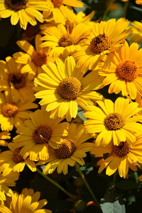 Heliopsis Helianthoides, False Sunflower, Deer Isle Maine, Perennial Sunflower, Oxeye Daisy, Succulent Rock Garden, Waterville Maine, Alpine Garden, Herbaceous Perennials