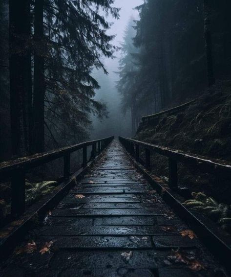 Rain Vibes, Dark Forest Aesthetic, Dark Green Aesthetic, Timing Is Everything, Wild Forest, Dark Nature Aesthetic, Forest Road, Landscape Photography Nature, Beautiful Weather