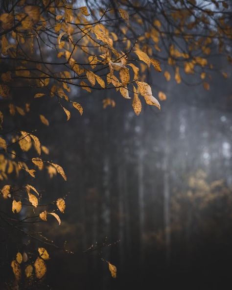 What do you think of the mood of autumn mornings? Enjoy your weekend everyone 😘🍂 . . . . . #kuopio #autumncolors #autumnvibes #fallleaves #earlymorning #syksy Tree Background For Editing, Pre Wedding Background, Background For Editing, Blur Image Background, Tree Background, Photoshop Digital Background, Background Images Free Download, Desktop Background Pictures, Blur Photo Background