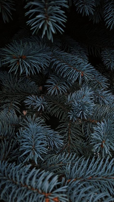 Blue Spruce, Pine Trees, Pine Tree, Plant Leaves, Ios, Trees, Wallpapers, Plants, Blue