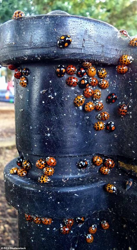 GIANT swarms of ladybirds hit British homes: UK's roasting summer leads to increased numbers of red-black bugs hunting for place to spend winter Bug Hunting, Red Insects, Bug Hunt, British Homes, Flying Insects, Winter Months, Science And Nature, Bugs, Black And Red