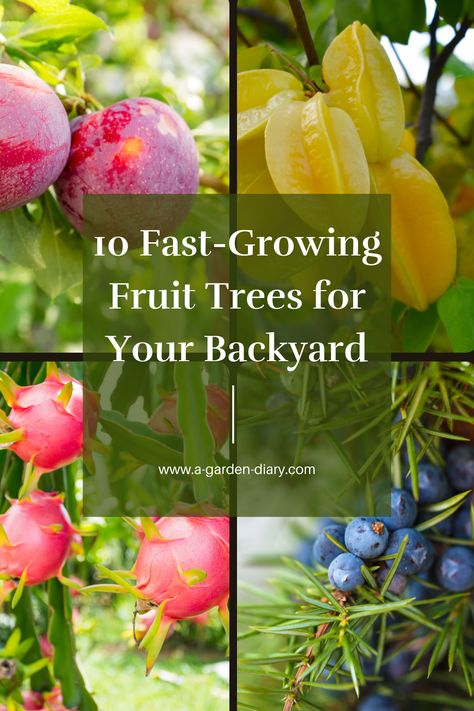 Looking to enjoy fresh fruit sooner? Explore these 10 Fast-Growing Fruit Trees for Your Backyard that promise delicious harvests in just a few years. From dwarf apple trees to vibrant peach and plum varieties, these choices are ideal for home gardeners who want a productive and beautiful yard. Perfect for small spaces or larger landscapes, these trees add beauty while delivering nutritious, homegrown fruit. Transform your garden into a fruitful oasis with these rapid growers! #FruitTrees Backyard Fruit Orchard, Fruit Trees Garden Design, Fast Growing Fruit Trees, Dragon Fruit Tree, Fruit Trees Backyard, Plum Varieties, Fruit Fast, Fruit Tree Garden, Fruit Orchard