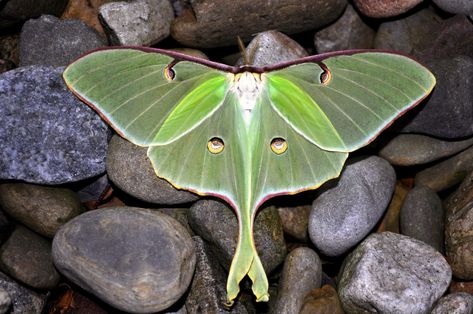 Bug Photos, Luna Moths, Cosplay Wings, Goth Garden, Polynesian Art, Butterfly Art Painting, Moon Moth, Dragon Flies, Moth Art