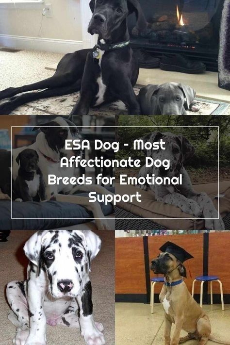 Esa Dog, Emotional Support Dog, Great Danes, Emotional Support Animal, Support Dog, Therapy Dogs, Emotional Support, Great Dane, Dog Breeds