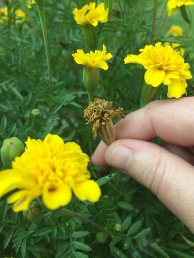 Deadheading Flowers, Marigolds In Garden, Marigold Seeds, Growing Marigolds, Planting Marigolds, Marigold Flowers, Fall Garden Vegetables, Marigold Flower, Seed Saving