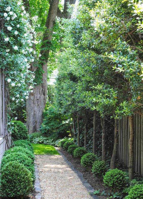 Garden Gravel, Landscaping Along Fence, Boxwood Garden, Gravel Landscaping, Backyard Trees, Side Yard Landscaping, Side Yards, Gravel Garden, Garden Walkway