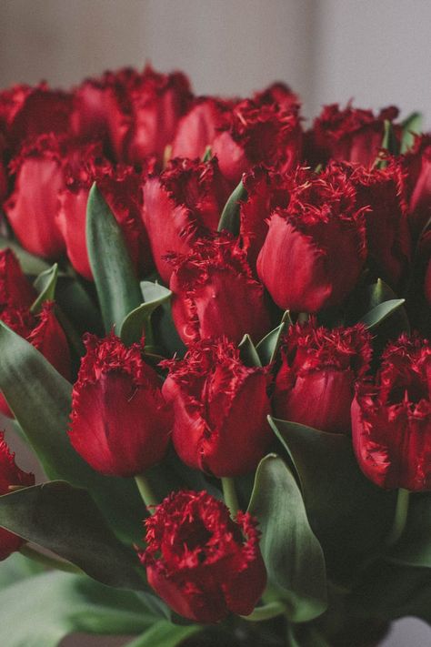 Frühling Wallpaper, Red Blossoms, Flower Iphone Wallpaper, Flowers Petals, Nothing But Flowers, Flower Therapy, Red Tulips, Flower Phone Wallpaper, Tulips Flowers