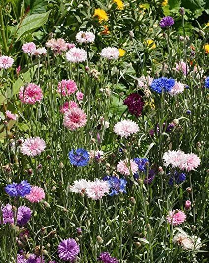 David's Garden Seeds Flower Cornflower Tall Mixed 9261 (Multi) 100 Non-GMO, Heirloom SeedsKMJN Plug-in Hedge Trimmer Household 850W Hedge Trimmer Garden Trimmer 20MM Pruning Shears Grass Green Trimmer (Size : 800w) Bachelor Button Flowers, Seeds Color, Wild Bees, Bachelor Buttons, British Garden, Pollinator Garden, Annual Flowers, Seed Company, Free Plants