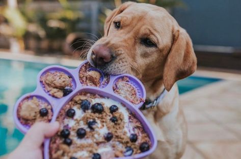 Yummy Lick Mat Recipes: Mix & Match Dog Lick Mat Recipes, Lick Mat Recipes, Dog Lick Mat, Slow Eating, Dog Wellness, Pet Resort, Dog Exercise, Mental Stimulation, Enrichment Activities