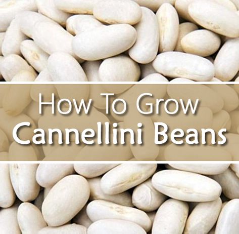 How To Grow Cannellini Beans - aka the italian white kidney bean... #gardening #homestead #homesteading Bean Garden, Compost Mulch, White Kidney Beans, Types Of Beans, Bean Plant, Kidney Bean, Gardening Zones, The Day Will Come, Dry Beans