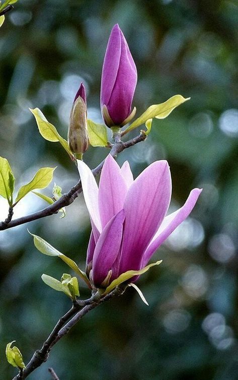 Saucer Magnolia Tree, Yuko Nagayama, Tulip Magnolia, Tulip Tree, Sharp Photo, Flowers Blooming, Magnolia Trees, Magnolia Flower, Flowering Trees