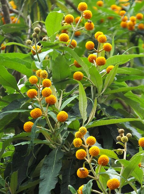 Buddleja Globosa, Hammock Area, Special Plants, Yellow Border, Butterfly Bush, Plant Aesthetic, Yellow Butterfly, Plant Pictures, Pretty Plants