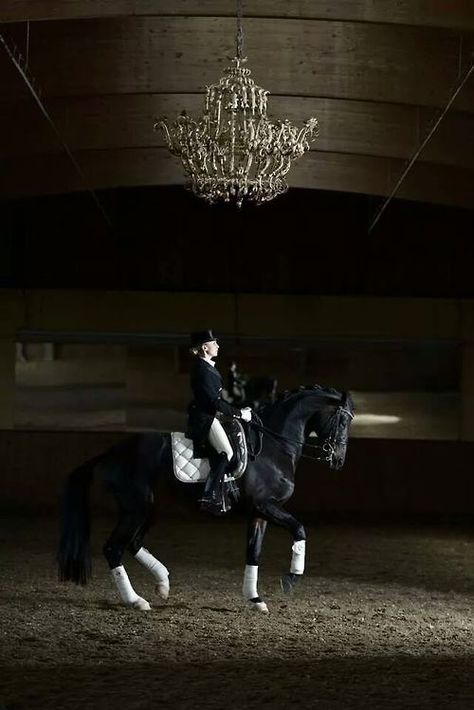 hammerstonea Horse Riding Quotes, Horseback Riding Outfits, Indoor Arena, Equestrian Aesthetic, Beautiful Horse Pictures, Equestrian Art, Horse Aesthetic, Equestrian Lifestyle, Dressage Horses