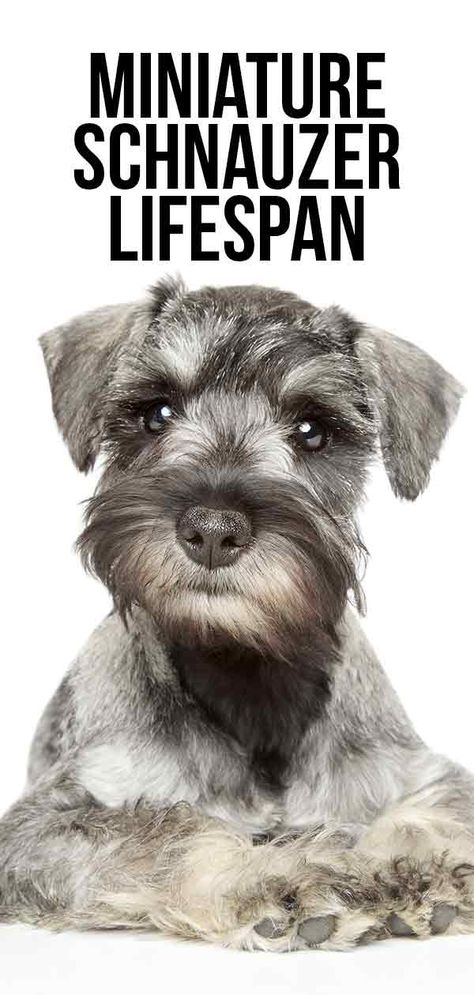 Miniature Schnauzer Lifespan - How Long Will Your Dog Live? Liver And Tan Miniature Schnauzer, Female Schnauzer Haircut, Mini Snauzers, Mini Schnauzer Grooming Haircuts, Schnauzer Grooming Styles, Schnauzer Haircut Hairstyles, Miniature Schnoodle, Miniature Schnauzer Haircut, Black Mini Schnauzer