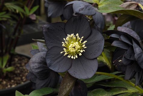 Single-Flowered Hellebore Gallery | Northwest Garden Nursery, Eugene, OR | Wholesale Hellebores Northwest Garden, Green Industry, Goth Garden, Lenten Rose, Moth Orchid, Garden Nursery, Cold Frame, Christmas Rose, Hardy Perennials