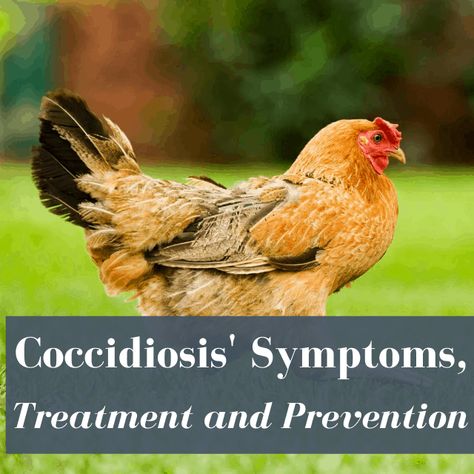 Coccidiosis In Chickens, Chicken Parasites, Chicken Illness, Chicken Coupe, Chicken Raising, Chicken Mama, Failure To Thrive, Chicken Care, Chicken Poop