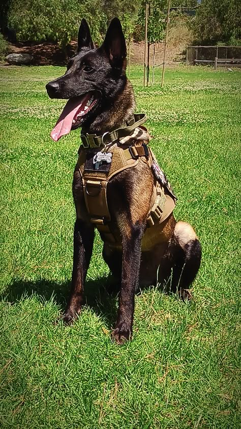 My Belgian Malinois Belgian Shepherd Malinois, Belgian Malinois Training, Malinois Training, K9 Police Dogs, Army Dogs, Dutch Shepherd, Belgian Malinois Dog, K9 Dogs