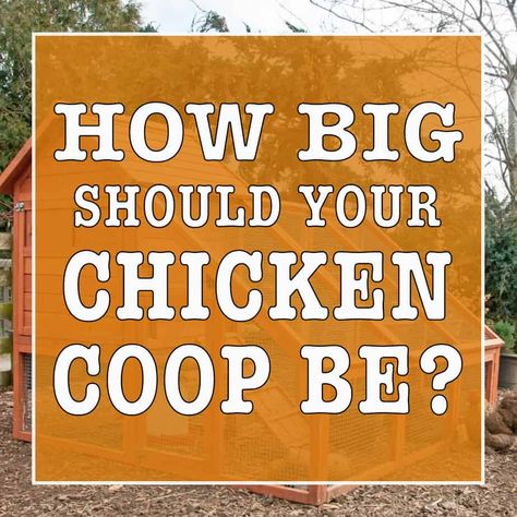 Farm Frenzy, Chicken Tips, Chicken Roost, Cute Chicken Coops, Small Chicken Coops, Chicken Shed, Chicken Poop, Biggest Chicken, Backyard Chicken Coop Plans