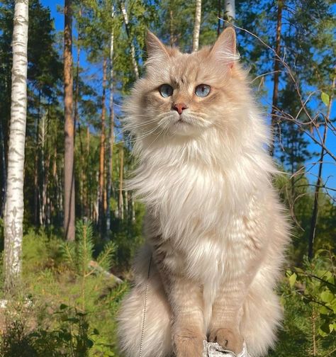 Reference Pics, Cat With Blue Eyes, Oc Inspo, Warrior Cats Art, Siberian Cat, Gorgeous Cats, Forest Cat, Cat Pose, All Dogs