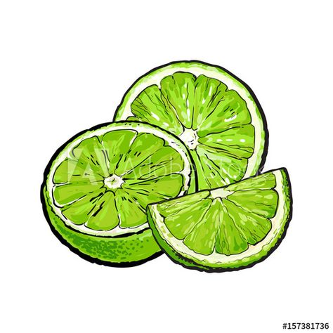 Unpeeled green lime halves and pieces, hand drawn sketch style vector illustration on white background. Hand drawing of unpeeled lime, half, quarter, side view - Buy this stock vector and explore similar vectors at Adobe Stock | Adobe Stock Painted Bar Stools, Flat Drawings, Drawing Bag, Printable Flash Cards, Sketch Style, Hand Drawn Vector, Flower Doodles, Fruit Art, Food Drawing