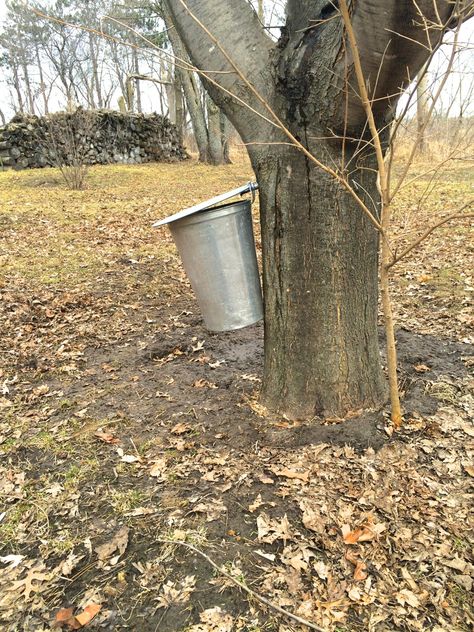 Small Batch Maple Syrup-Making: You Only Need 1 Tree! - Whole-Fed Homestead Homestead Clothing, Maple Tapping, Autumn Blaze Maple, Tree Tat, Maple Syrup Recipes, Survival Foods, Hobby Farming, Homestead Kitchen, Tree Identification