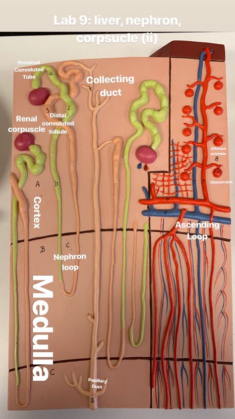 Labeled model of nephron Nephron Anatomy, Anatomy Models Labeled, Anatomy Lab, Kidney Anatomy, Human Anatomy Model, Nursing Study Tips, Human Muscle Anatomy, Urinary System, Medicine Notes