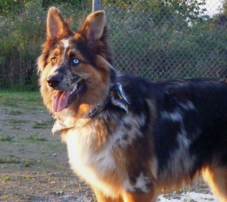 Beautiful German Shepherd/Aussie mix. :) German Shepherd Breeds, Aussie Shepherd, Australian Shepherd Mix, Australian Shepherd Puppies, Weiners, Dog Mixes, Australian Shepherds, Lab Puppies, Blue Merle