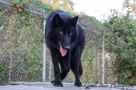 Meeko on the rooftop. Meeko, born April 12, 2015, is an upper mid content wolfdog, who now lives at Saint Francis Wolf Sanctuary. Northern Inuit Dog, Wolf Sanctuary, Wolf Dogs, Wolf Hybrid, Wolf Quotes, Saint Francis, Wolf Dog, April 12, St Francis