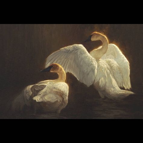 Greg Beecham on Instagram: “"The Shallows" - 2008 - Trumpeter Swan - oil on canvas” Greg Beecham, Master Oil Painting, Shadow Riders, Trumpeter Swan, West Yellowstone, Wildlife Paintings, Textured Canvas Art, Wildlife Artists, Landscape Artwork