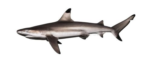 Side view of a Blacktip reef shark, Carcharhinus melanopterus. Isolated on white , #Ad, #Blacktip, #reef, #Side, #view, #shark #ad Swim Background, Shark Side View, Blacktip Reef Shark, Black Tip Shark, Shark Drawing, Reef Shark, Pinch Pot, Hammerhead Shark, Shark Fin