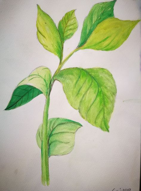 Watercolor Drops, Leaves Drawing, Basic Sketching, Painting Practice, Water Color Pencil, Time Pass, Class 11, Leaf Drawing, Plant Drawing