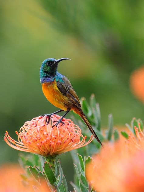 https://flic.kr/p/9kUgDD | Orange-breasted Sunbird Pincushion Protea, Unique Birds, Most Beautiful Birds, Kinds Of Birds, Bird Watcher, Colorful Bird, All Birds, Exotic Birds, Bird Pictures