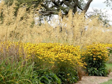 Black-eyed Susans: Gardening 101 Prairie Garden, Landscaping Tools, Cottage Garden Design, Cottage Garden Plants, Fragrant Plant, Gardening 101, Pollinator Garden, Formal Gardens, Meadow Flowers