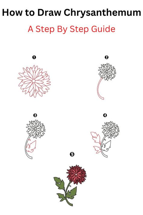 How to Draw Chrysanthemum Chrysanthemum Flower Drawing, Chrysanthemum Drawing, Cool Drawing, Flower Step By Step, Flower Drawings, Mums Flowers, Cartoon Flowers, Chrysanthemum Flower, Step By Step Guide