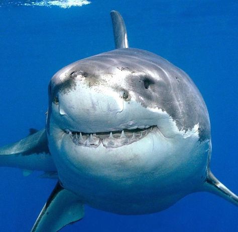 GREAT WHITE SHARK Shark Pfp, Smiling Shark, Happy Shark, Shark Photos, Shark Pictures, Shark Drawing, Beautiful Sea Creatures, Cute Shark, Shark Week