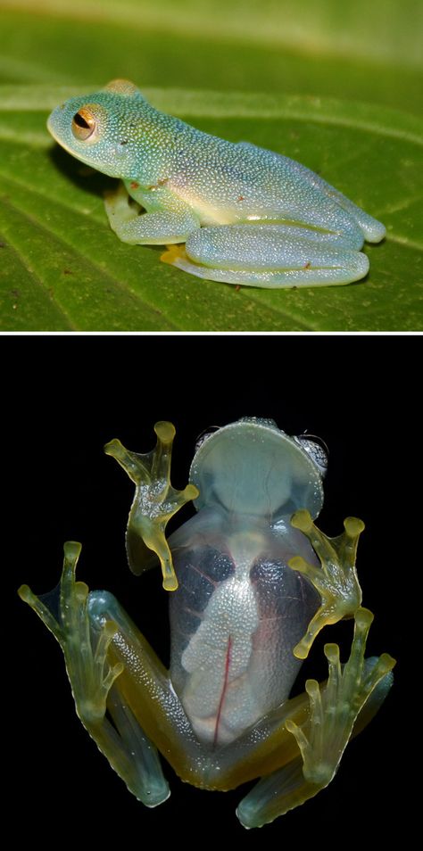 Glass Frog Frog Species, Talking Animals, Glass Frog, Another Planet, Animal Activities, Unusual Animals, A Frog, Animal Species, Silly Animals