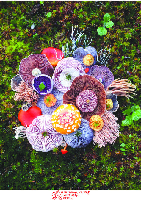 Jill Bliss, Mushroom Pictures, Plant Fungus, Mushroom Fungi, Foto Tips, Mushroom Art, Natural Forms, Patterns In Nature, In The Woods