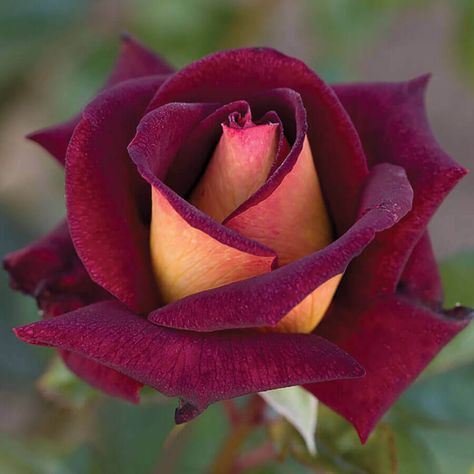 Grafting Roses, Container Roses, Hybrid Tea Rose, Rose Bushes, Rose Care, Rose Varieties, Red Petals, Shrub Roses, Belle Rose