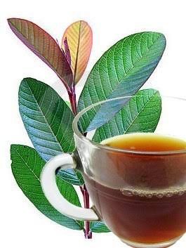 Guava Leaf Tea, Guava Benefits, Avocado Leaves, Ayurvedic Plants, Guava Tree, Guava Leaves, Guava Fruit, Avocado Health Benefits, Foods For Healthy Skin