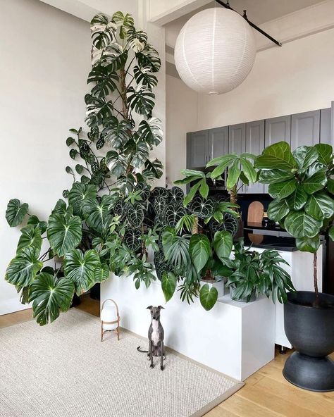 Bamboo House Plant, Indoor Landscaping, Vertical Garden Plants, Floral Designs Arrangements, Spanish Home Decor, Green Apartment, Plant Decor Indoor, Interior Plants, Plant Aesthetic