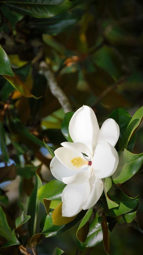 Flower Magnolia, Magnolia Wallpaper, Southern Magnolia, Instagram Background, White Magnolia, Magnolia Trees, Magnolia Flower, Wallpaper For Your Phone, Plant Species