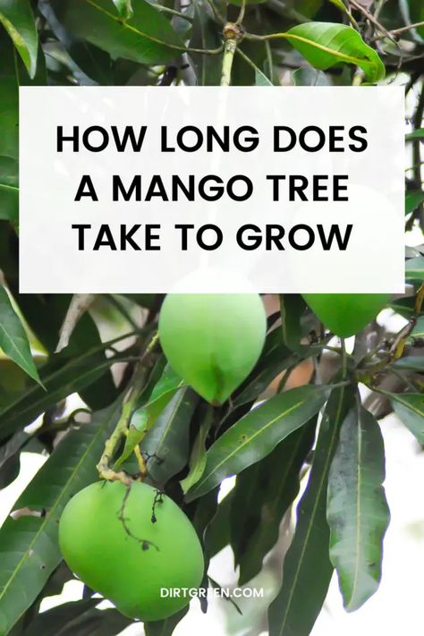 How Long Does a Mango Tree Take to Grow? Bonsai Mango Tree, Pruning Mango Tree, Mango Seeds Growing, How To Grow Mango From Seed, How To Grow A Mango Tree From Seed, Tree Growth, Mango Tree, Growing Fruit, Tropical Fruits