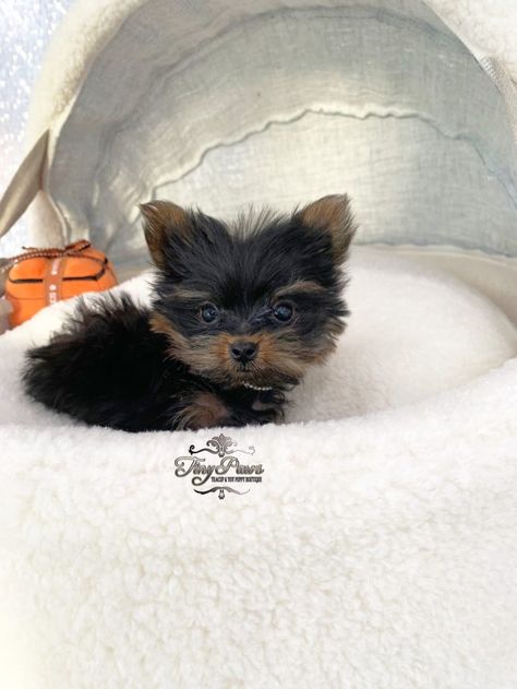 Micro Teacup Dogs, Teacup Yorkie For Adoption, T Cup Yorkie, Yorkie For Sale, Micro Teacup Yorkie, Yea Cup Yorkie, Teacup Yorkie For Sale, Funny Dog Signs, Micro Teacup Puppies