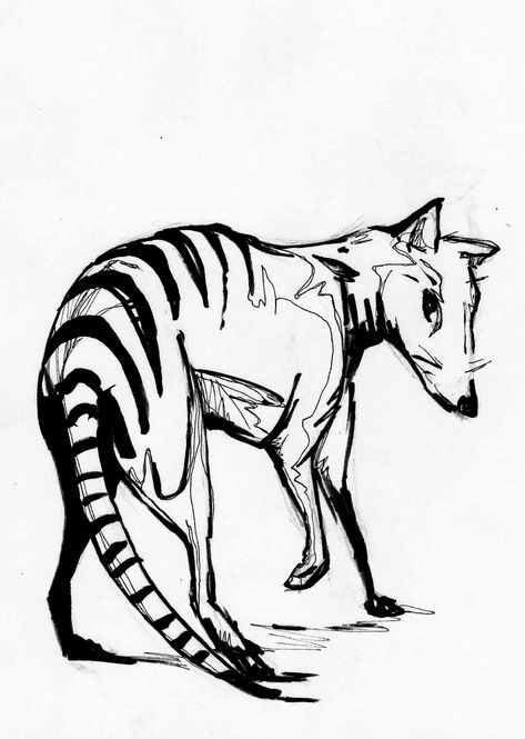 Thylacine Drawing, Funny Animal Comics, Becoming A Tattoo Artist, Tiger Tattoo Design, Tasmanian Tiger, Wild Tattoo, Aboriginal People, Wolf Drawing, Paleo Art