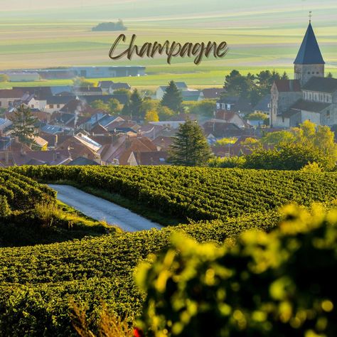 The Ultimate Guide to Wine Tours in France Exploring France's wine country is a must for any wine enthusiast. Here’s what to expect on our exclusive wine tours: 🍇 Bordeaux: Taste world-renowned wines. 🥂 Champagne: Visit prestigious champagne houses. 🍷 Burgundy: Explore charming vineyards. 🍃 Loire Valley: Enjoy scenic wine routes. Like and save this post for when you're ready to sip and savor! . . . . #WineTours #FrenchWine #BordeauxWine #ChampagneRegion #BurgundyWines #LoireValley #WineLo... Vineyard France, Bordeaux Vineyards, Champagne Region, Bordeaux Wine, French Wine, Loire Valley, Wine Enthusiast, Wine Tour, Wine Country